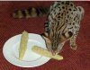 corn2.jpg