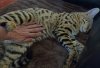 bellyrub.jpg