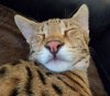 puffynose.jpg
