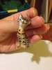 ceramiczeddie.jpg