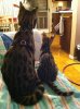 IMG_7743.jpg Bongo&*kitten from behind.jpg