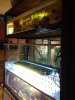 aquarium 1.JPG