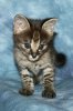 Little Boy 2014 0809 02.JPG