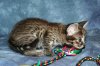 Little Boy 2014 0809 03.JPG