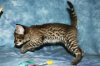 Little Boy 2014 0809 06.JPG