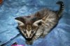 Little Boy 2014 0809 07.JPG
