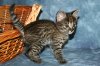 Little_Boy_2014_0809_04.JPG