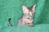 Chiki Dark Girl 2011 0709 014.JPG