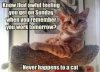 Kitty monday.jpg