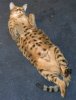 Kilifi on her back.jpg Kilifi on her back.jpg