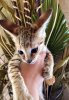 Jax - Amazon F3 Boy #2 (2)-2.jpg