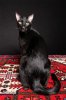 baz_IMG_0086_web.JPG