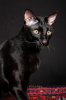 baz_IMG_0099_web.JPG