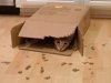 box 4.jpg