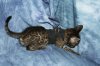 Shere Tani little boy 2014 0823 01.JPG
