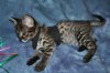 Shere Tani little boy 2014 0823 02.JPG