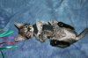 Shere Tani little boy 2014 0823 04.JPG