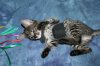 Shere Tani little boy 2014 0823 05.JPG