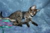 Shere Tani little boy 2014 0823 06.JPG