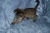 Shere Tani little boy 2014 0823 08.JPG