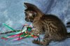 Shere Tani little boy 2014 0823 09.JPG