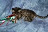 Shere Tani little boy 2014 0823 10.JPG