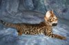Big Boy 2014 0823 05.JPG