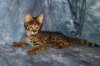 Big Boy 2014 0823 08.JPG