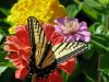 butterfly1.jpg