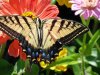 butterfly2.jpg