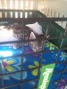 freddy on his way home aug27th2014 day 1-2.jpg