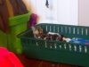 freddy playing day 1.jpg