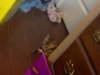 freddy was hiding then watched tv from him hiding spot.jpg