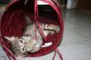 Jasi Boy 2014 0830 04.JPG