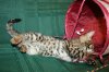 Big Boy 2014 0830 03.JPG