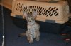 dsc_0018 small.jpg