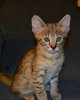 dsc_0011 crop 2.jpg
