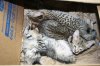 Kittens 2014 0831 02.JPG