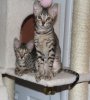 082814-brothers.jpg