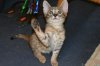dsc_0010 crop3.jpg