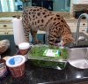 spinach1.jpg