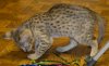 dsc_0035 crop2.jpg