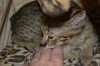 dsc_0043 small.jpg