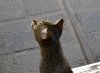 dsc_0012 crop.jpg