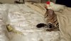 themouse.jpg