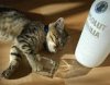 drunken cat.jpg