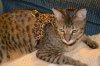 dsc_0001 small.jpg