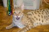 dsc_0025 small.jpg