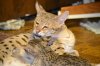 dsc_0071 small.jpg