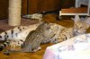 dsc_0074 small.jpg